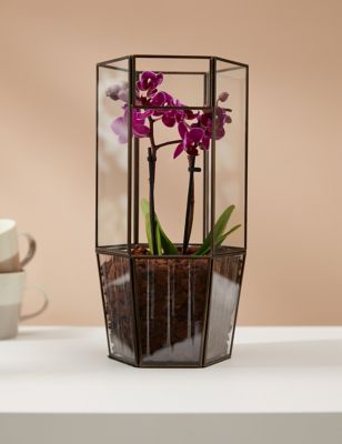 M&S Orchid Glass Terrarium image