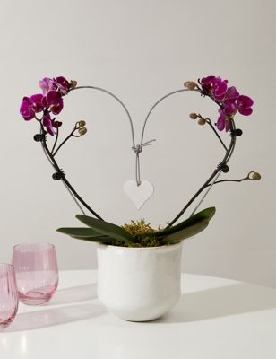 M&S Amethyst Heart Orchid image