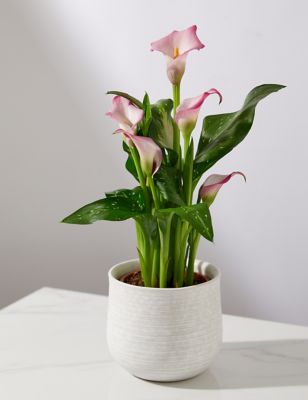 M&S Calla Lily Ceramic - Pink image