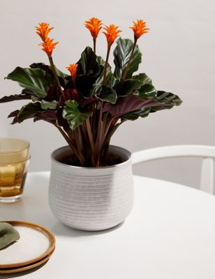 M&S Flowering Calathea in Ceramic Pot